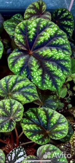 Бегонии редкие(новинки ) набор