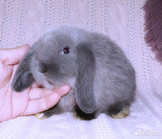 Милые миниатюрные вислоухие крольчата