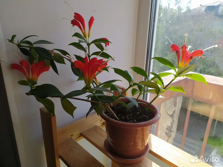 Эсхинантус