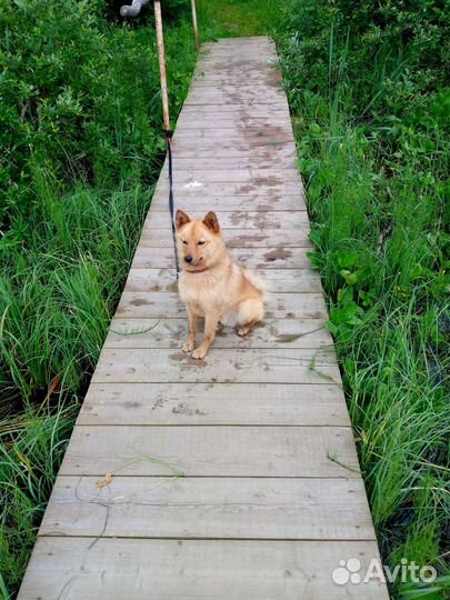 Случка собак