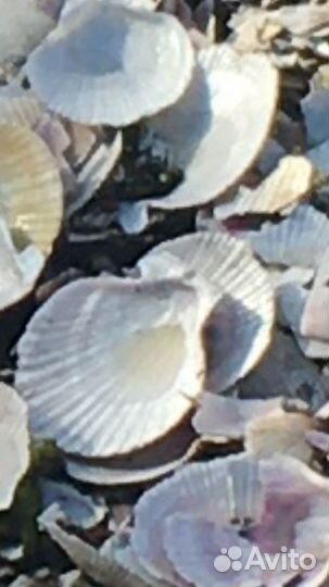 Морские ракушки раковины