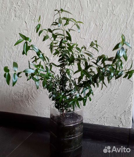 Миртовое дерево