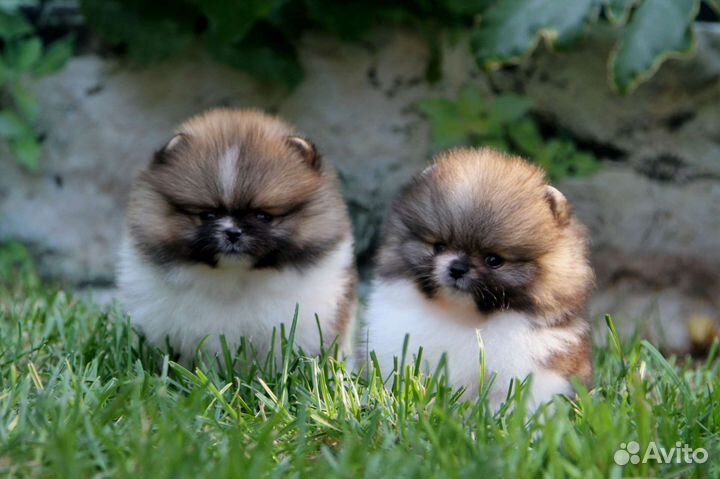 Померанский шпиц