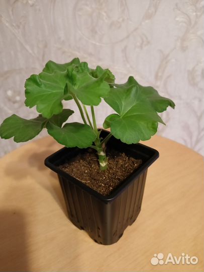 Пеларгония 3#4
