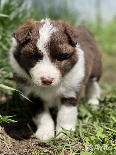 Щенки бордер колли