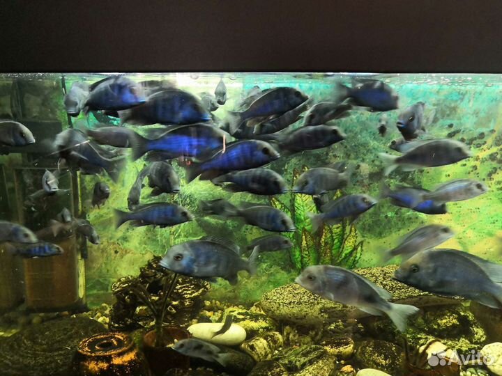 Цехлида Голубой дельфин