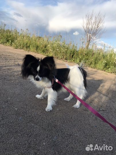 Выгул собак