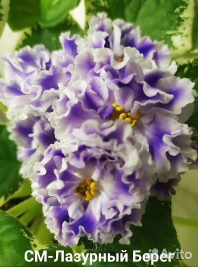 Фиалка сортовая