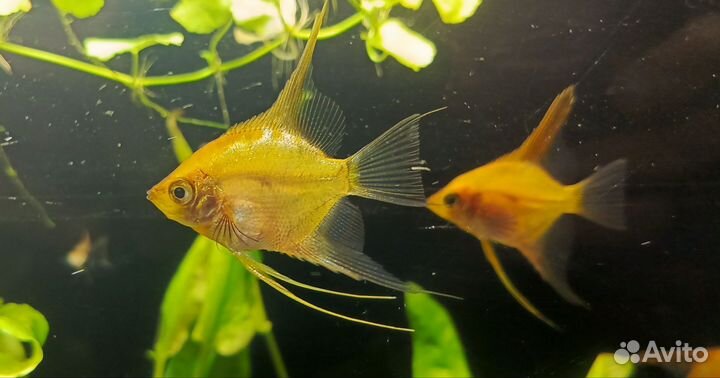 Аквариумные рыбки Золотая скалярия