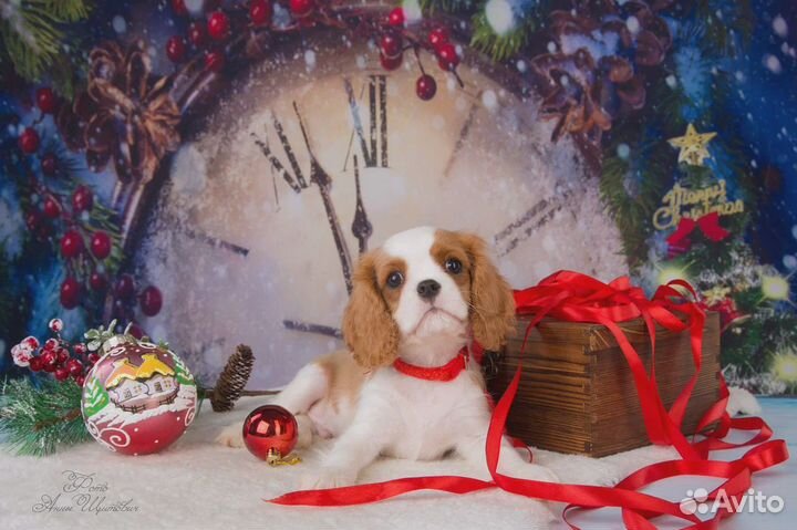 Воспитанные щенки кавалер Кинг Чарлз спаниель