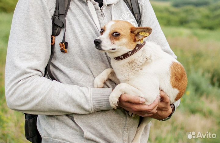 Маленькая собака