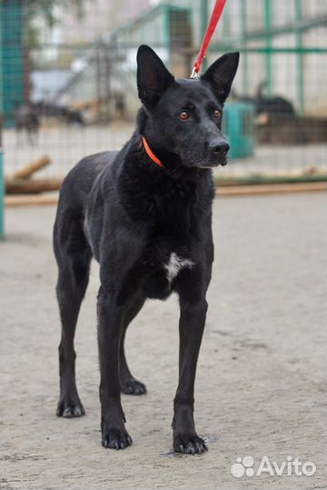 Собака из приюта