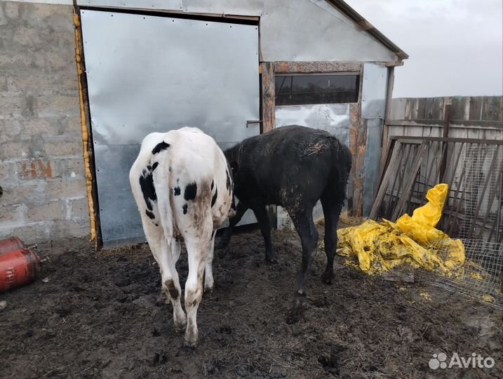 Тёлочки,баран дорпер F2