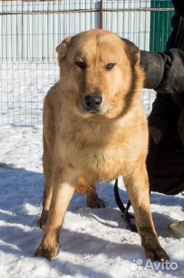 Кобель Геркулес в хорошую семью бесплатно