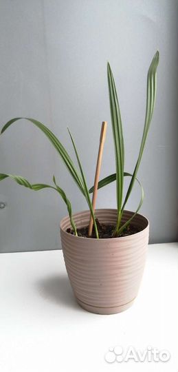 Финиковая пальма