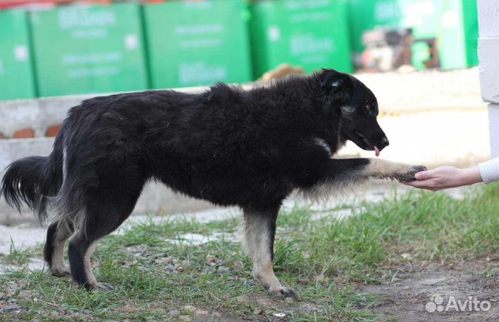 Хотят найти дом две замечательные собаки