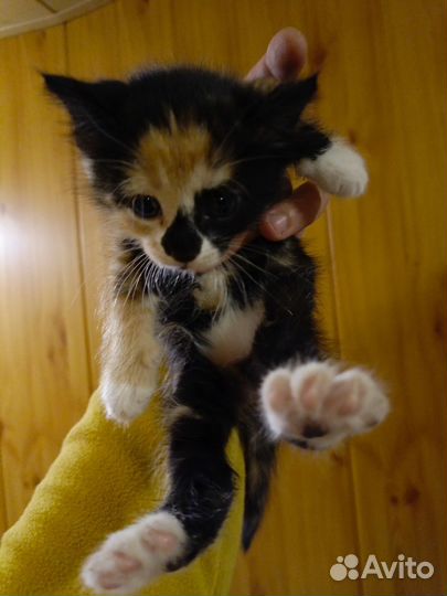 Сибирские котята