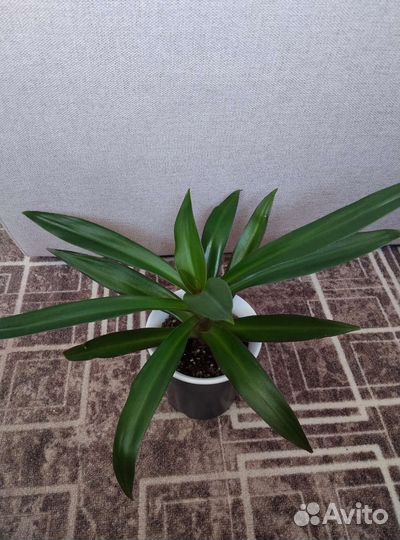 Рэо,среднее