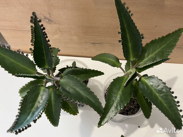 Каланхоэ лечебное