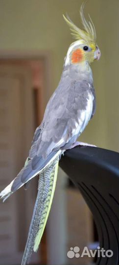 Попугай корелла,волнистый