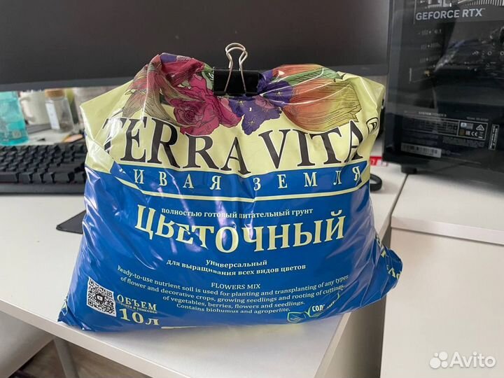 Каланхое цветок розовый