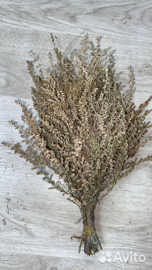 Зверобой. Сбор 2023 г