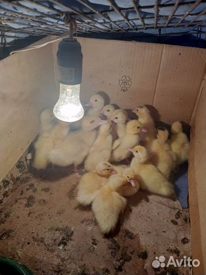 Мускусные утята индоутки