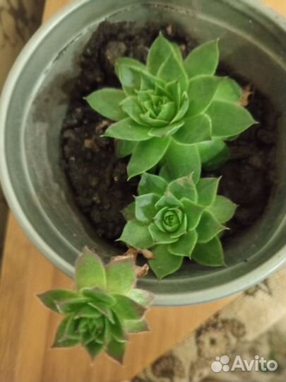 Суккуленты