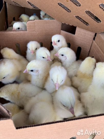 Цыплята бройлеры суточные