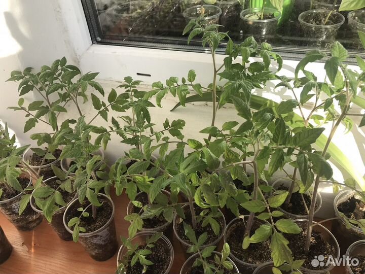 Щавель рассада, лук-слизун, лук-батун