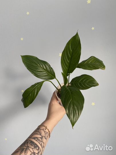 Комнатные цветы