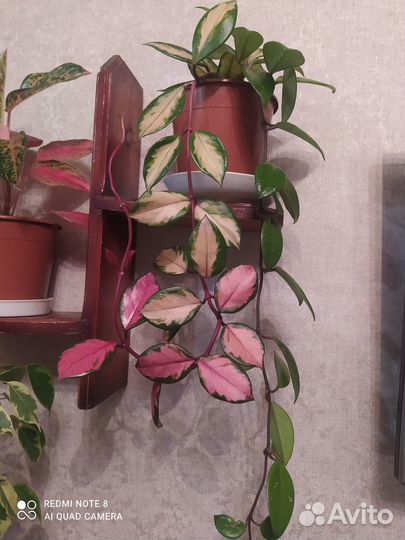 Комнатные цветы