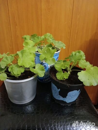 Пеларгония герань, самшит, бересклет