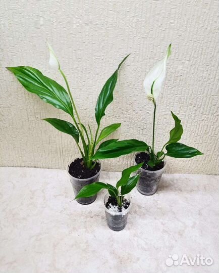 Спатифиллум