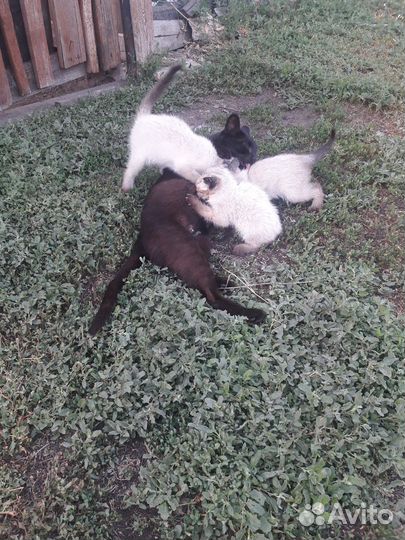 Котята уличные