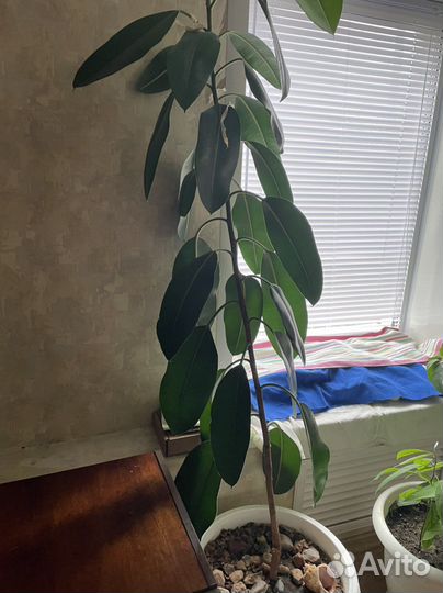 Фикус каучуконосный высокий