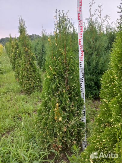 Туя колоновидная