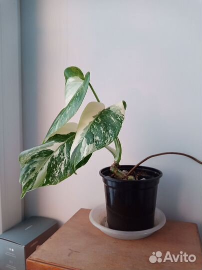 Монстера Альба (вариегатная)