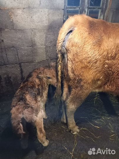 Продается скот