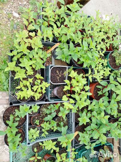 Гортензии метельчатые