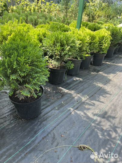 Туя Даника,Мирьям