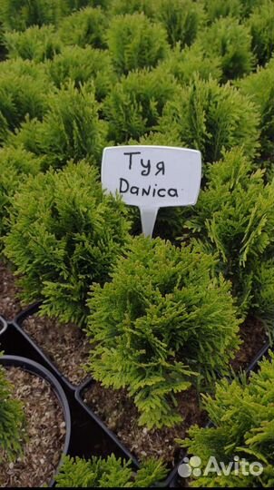 Туя шаровидная: Даника, Мириам, Тедди, Тини Тим