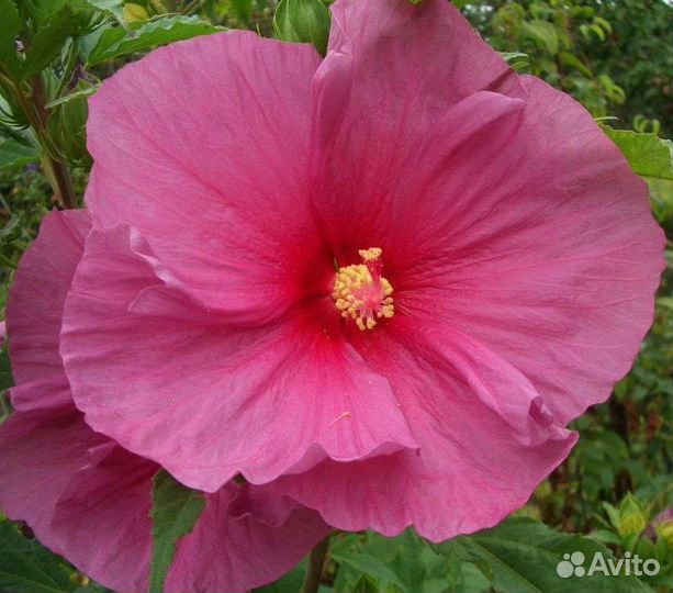 Семена гибискуса обычного и гибридного