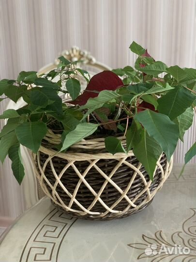 Кашпо для цветов