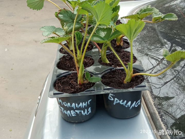 Рассада садовой земляники (клубники) 2023 год