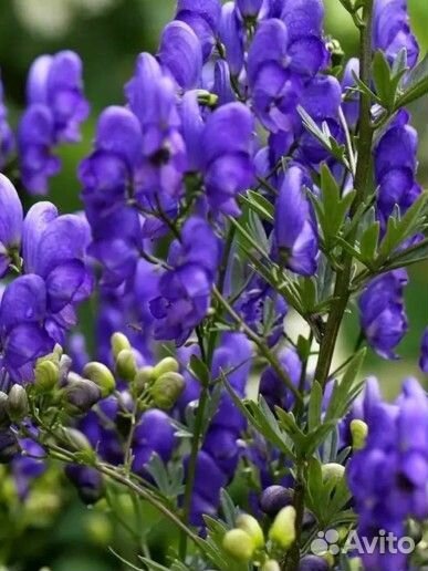 Корень аконита