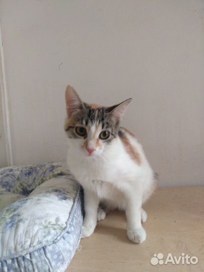 Лилу ищет дом