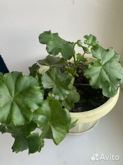 Пеларгония герань