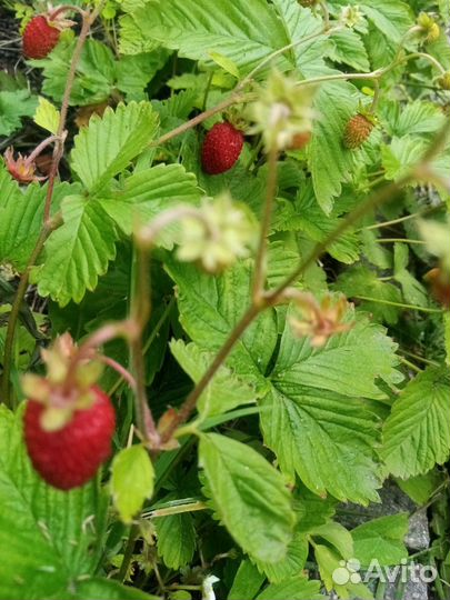 Земляника ремонтантная альпийская