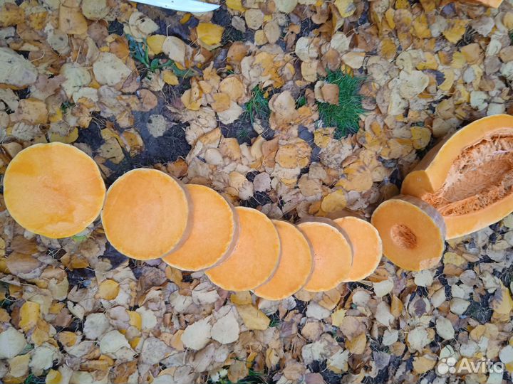 Семена тыквы Прикубанская